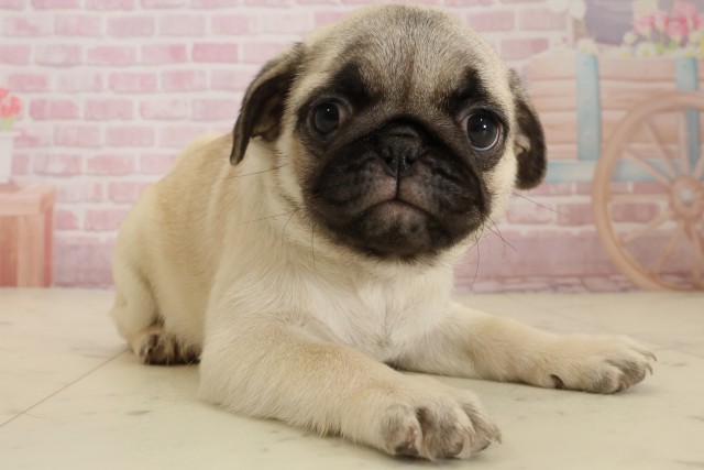 熊本県のパグ (Coo&RIKU宇土シティモール店/2025年9月5日生まれ/女の子/フォーン)の子犬の2枚目の画像