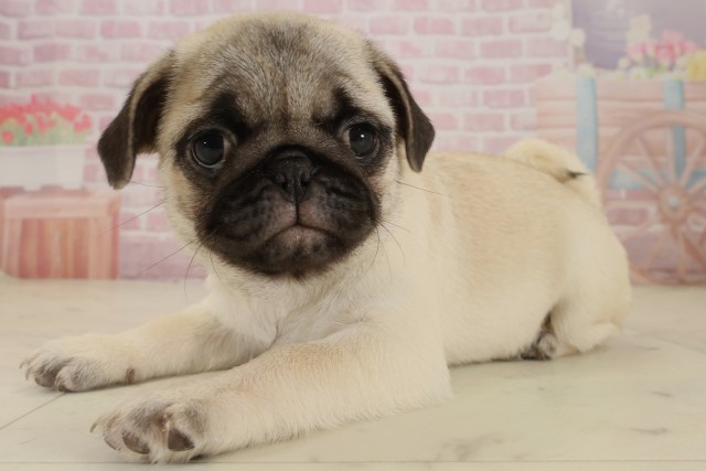 熊本県のパグ (Coo&RIKU宇土シティモール店/2025年9月5日生まれ/女の子/フォーン)の子犬の3枚目の画像