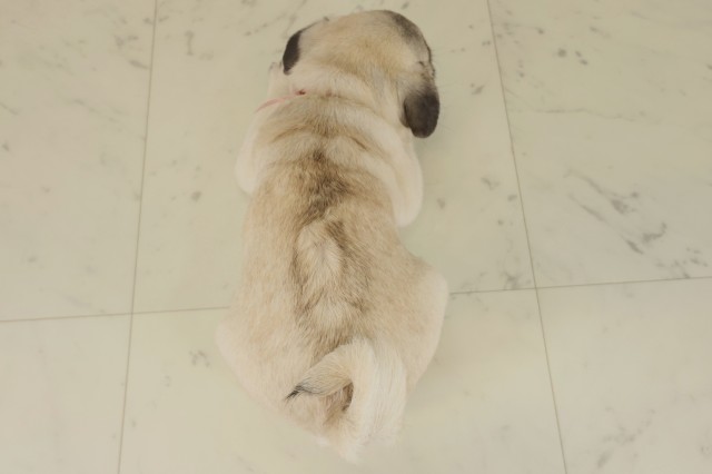 熊本県のパグ (Coo&RIKU宇土シティモール店/2025年9月5日生まれ/女の子/フォーン)の子犬の4枚目の画像