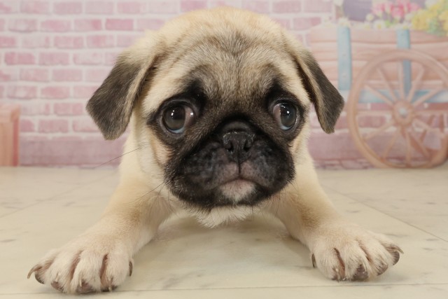 宮崎県のパグ (Coo&RIKU宮崎店/2025年9月5日生まれ/女の子/フォーン)の子犬の1枚目の画像