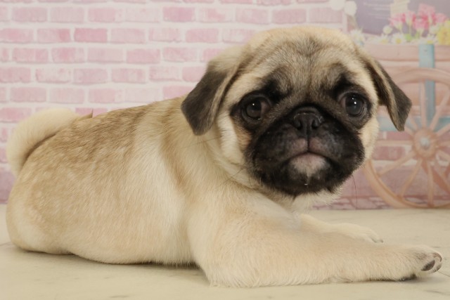 宮崎県のパグ (Coo&RIKU宮崎店/2025年9月5日生まれ/女の子/フォーン)の子犬の2枚目の画像