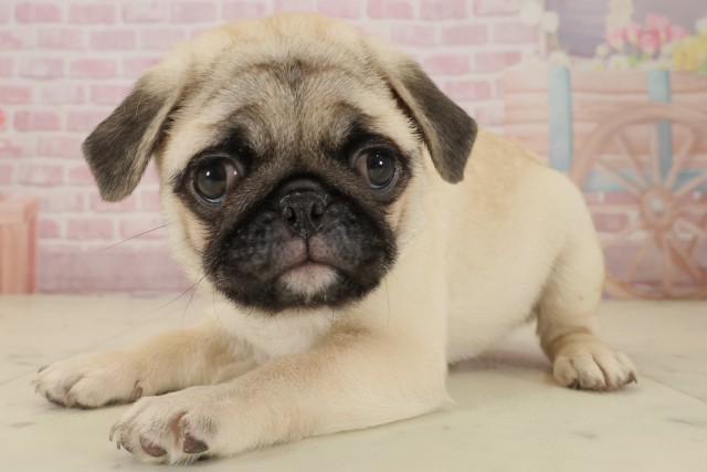 宮崎県のパグ (Coo&RIKU宮崎店/2025年9月5日生まれ/女の子/フォーン)の子犬の3枚目の画像