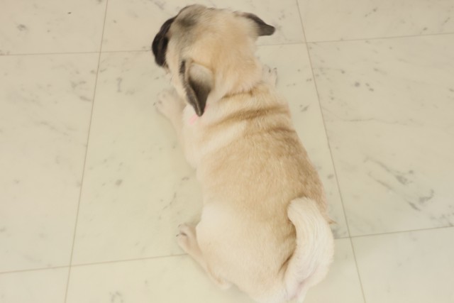 宮崎県のパグ (Coo&RIKU宮崎店/2025年9月5日生まれ/女の子/フォーン)の子犬の4枚目の画像