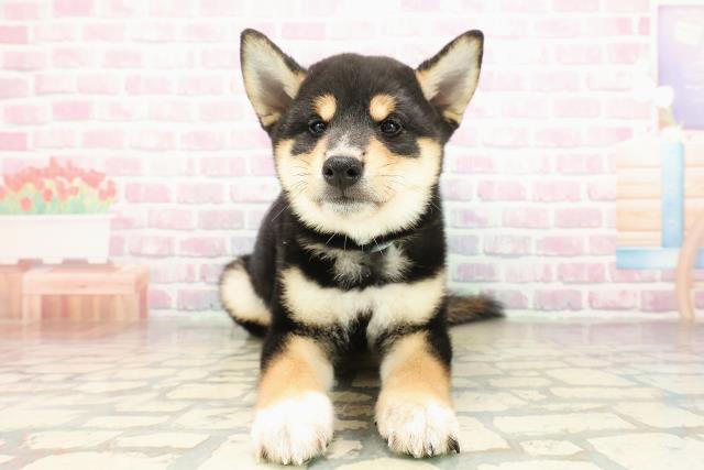 千葉県の柴犬(標準サイズ) (Coo&RIKUアクロスモール新鎌ケ谷店/2025年9月4日生まれ/男の子/黒)の子犬の1枚目の画像