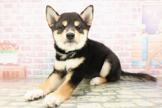 千葉県の柴犬(標準サイズ) (Coo&RIKUアクロスモール新鎌ケ谷店/2025年9月4日生まれ/男の子/黒)の子犬の2枚目の画像