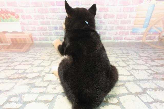 千葉県の柴犬(標準サイズ) (Coo&RIKUアクロスモール新鎌ケ谷店/2025年9月4日生まれ/男の子/黒)の子犬の4枚目の画像