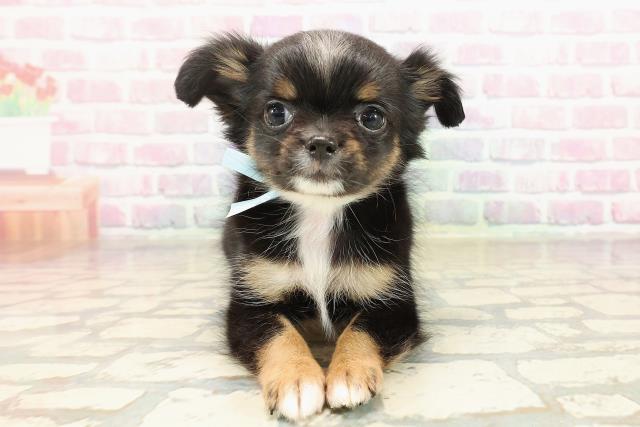 山梨県のチワワ(ロング) (Coo&RIKU甲府昭和通り店/2025年9月4日生まれ/男の子/ブラックタンホワイト)の子犬の1枚目の画像