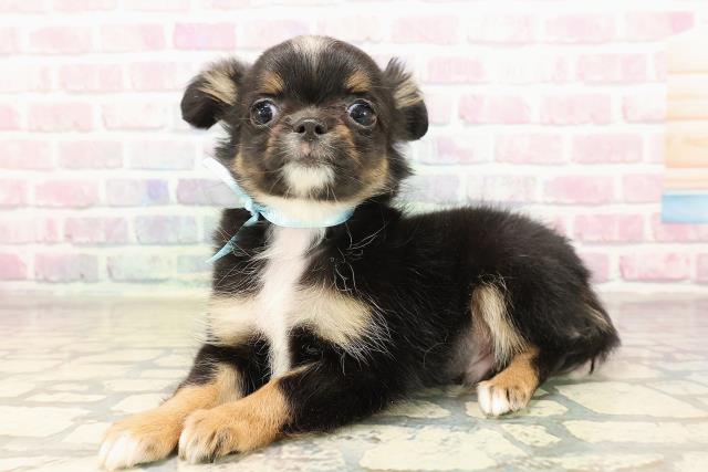 山梨県のチワワ(ロング) (Coo&RIKU甲府昭和通り店/2025年9月4日生まれ/男の子/ブラックタンホワイト)の子犬の2枚目の画像