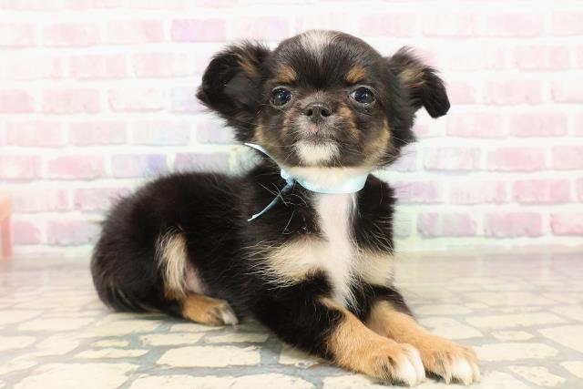 山梨県のチワワ(ロング) (Coo&RIKU甲府昭和通り店/2025年9月4日生まれ/男の子/ブラックタンホワイト)の子犬の3枚目の画像