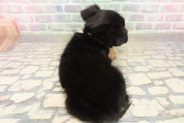 山梨県のチワワ(ロング) (Coo&RIKU甲府昭和通り店/2025年9月4日生まれ/男の子/ブラックタンホワイト)の子犬の4枚目の画像