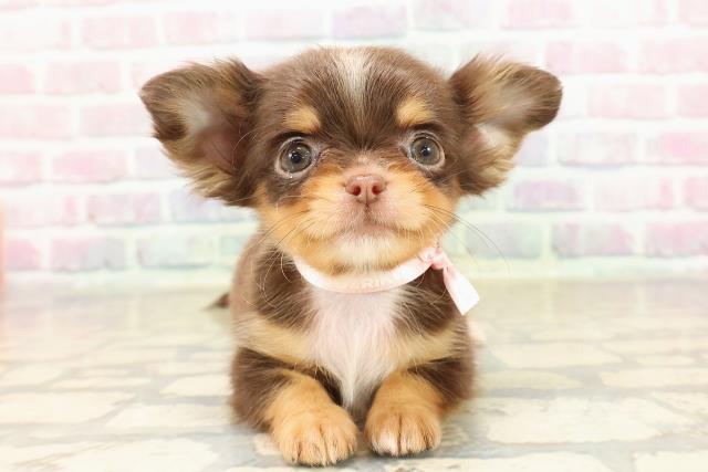 チワワ(ロングコート)