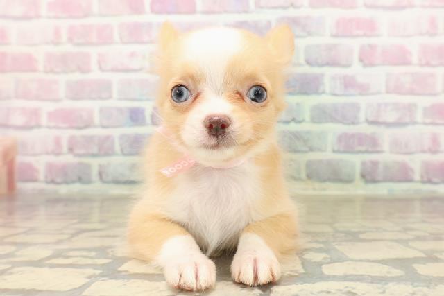 埼玉県のチワワ(ロング) (Coo&RIKU大宮店/2025年9月4日生まれ/女の子/クリームホワイト)の子犬の1枚目の画像