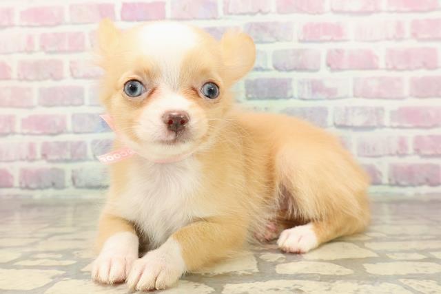 埼玉県のチワワ(ロング) (Coo&RIKU大宮店/2025年9月4日生まれ/女の子/クリームホワイト)の子犬の2枚目の画像