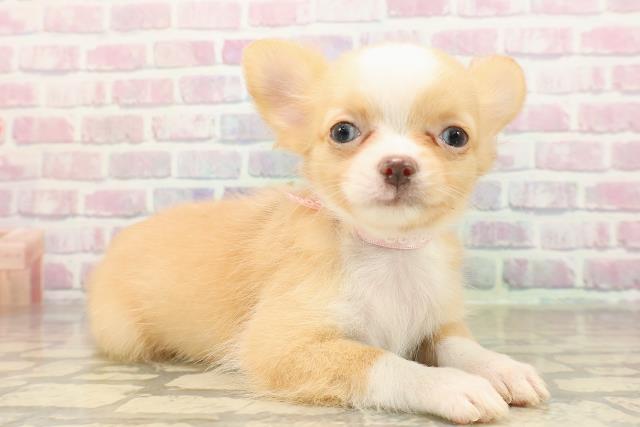 埼玉県のチワワ(ロング) (Coo&RIKU大宮店/2025年9月4日生まれ/女の子/クリームホワイト)の子犬の3枚目の画像