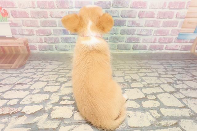 埼玉県のチワワ(ロング) (Coo&RIKU大宮店/2025年9月4日生まれ/女の子/クリームホワイト)の子犬の4枚目の画像