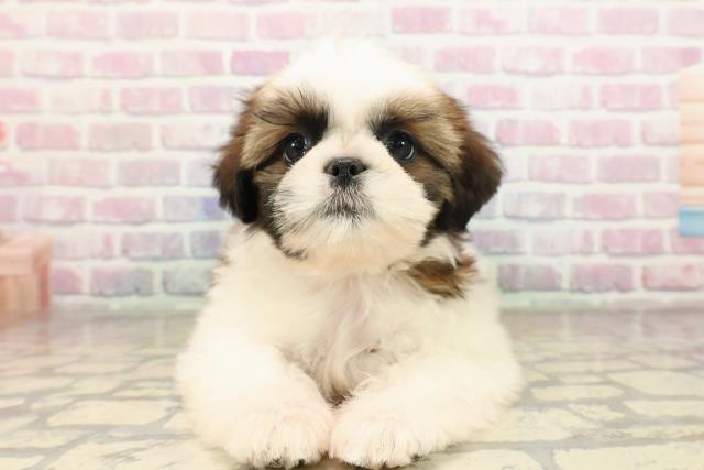 東京都のシーズー (Coo&RIKU八王子西店/2025年9月5日生まれ/男の子/ホワイトゴールド)の子犬