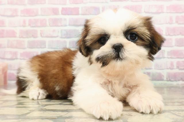 栃木県のシーズー (Coo&RIKUFKDインターパーク店/2025年9月5日生まれ/女の子/ゴールドホワイト)の子犬の3枚目の画像