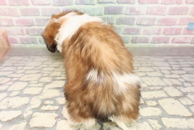 栃木県のシーズー (Coo&RIKUFKDインターパーク店/2025年9月5日生まれ/女の子/ゴールドホワイト)の子犬の4枚目の画像