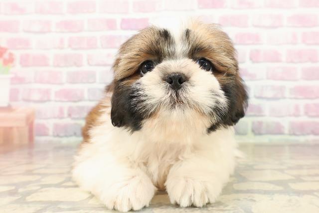 千葉県のシーズー (Coo&RIKUアクロスモール新鎌ケ谷店/2025年9月5日生まれ/女の子/ゴールドホワイト)の子犬の1枚目の画像