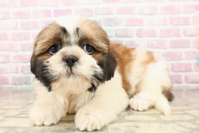 千葉県のシーズー (Coo&RIKUアクロスモール新鎌ケ谷店/2025年9月5日生まれ/女の子/ゴールドホワイト)の子犬の2枚目の画像