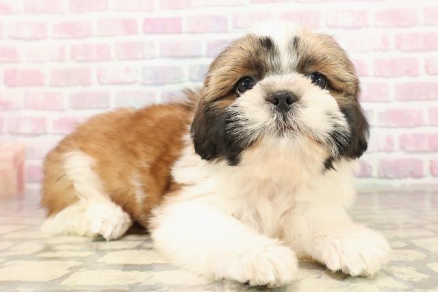 千葉県のシーズー (Coo&RIKUアクロスモール新鎌ケ谷店/2025年9月5日生まれ/女の子/ゴールドホワイト)の子犬の3枚目の画像