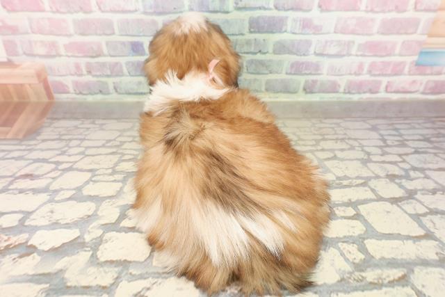 千葉県のシーズー (Coo&RIKUアクロスモール新鎌ケ谷店/2025年9月5日生まれ/女の子/ゴールドホワイト)の子犬の4枚目の画像