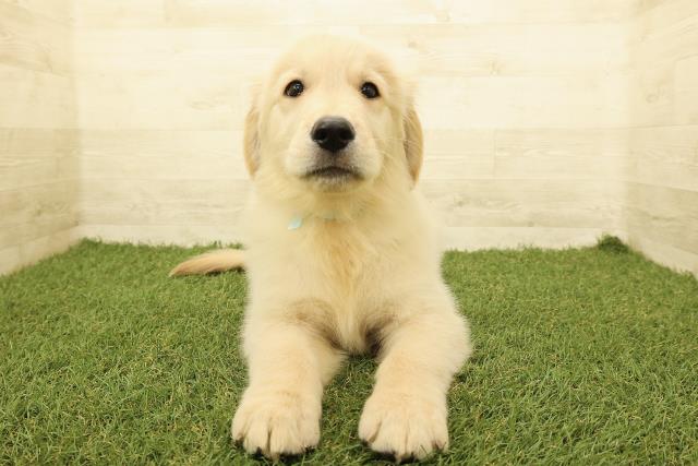ゴールデン・レトリバー