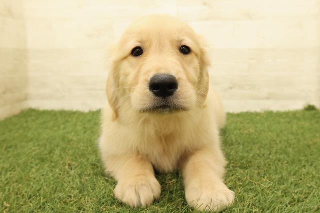 ゴールデン・レトリバー