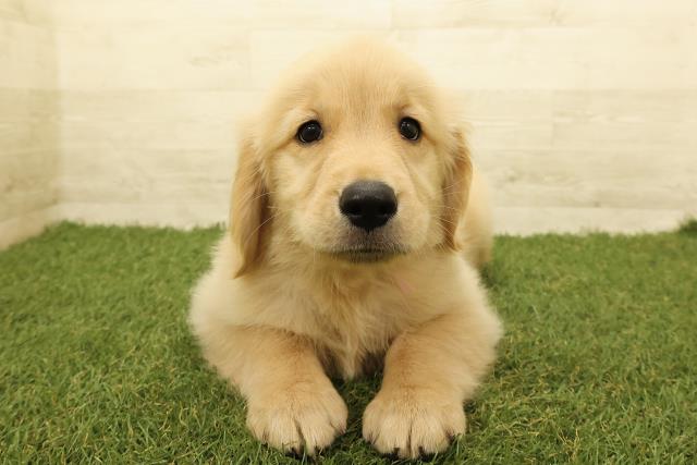 ゴールデン・レトリバー