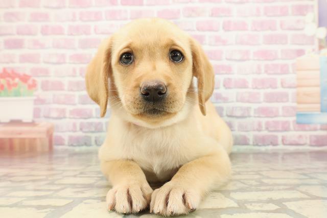 埼玉県のラブラドールレトリーバー (Coo&RIKU桶川店/2025年9月7日生まれ/女の子/イエロー)の子犬