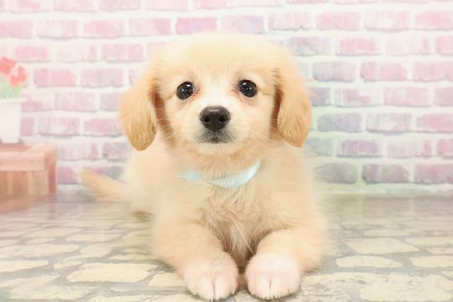 東京都のポメックス(ポメラニアン×ダックス) (Coo&RIKU江戸川店/2025年9月7日生まれ/男の子/クリーム)の子犬