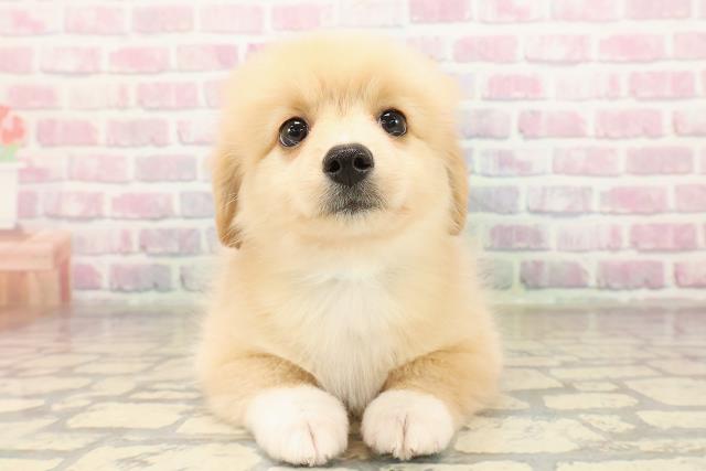 埼玉県のポメックス(ポメラニアン×ダックス) (Coo&RIKU春日部店/2025年9月7日生まれ/男の子/クリームホワイト)の子犬の1枚目の画像