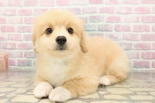 埼玉県のポメックス(ポメラニアン×ダックス) (Coo&RIKU春日部店/2025年9月7日生まれ/男の子/クリームホワイト)の子犬の2枚目の画像