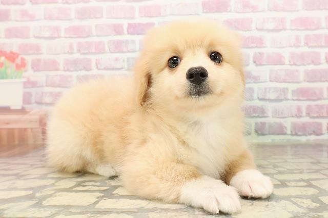 埼玉県のポメックス(ポメラニアン×ダックス) (Coo&RIKU春日部店/2025年9月7日生まれ/男の子/クリームホワイト)の子犬の3枚目の画像