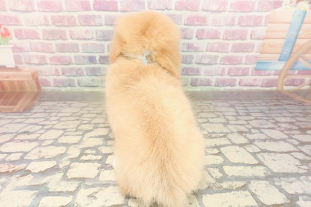 埼玉県のポメックス(ポメラニアン×ダックス) (Coo&RIKU春日部店/2025年9月7日生まれ/男の子/クリームホワイト)の子犬の4枚目の画像