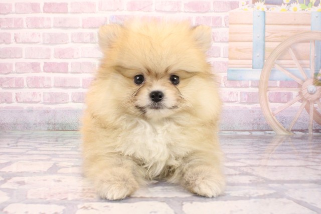 大阪府のポメラニアン (Coo&RIKU城東古市店/2025年9月6日生まれ/男の子/オレンジ)の子犬の1枚目の画像