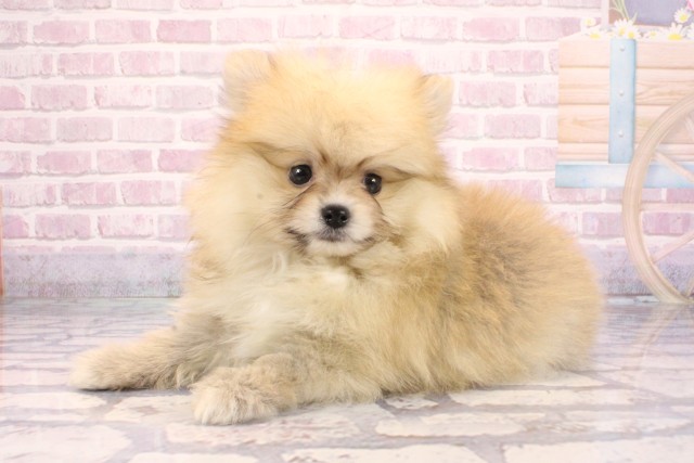 大阪府のポメラニアン (Coo&RIKU城東古市店/2025年9月6日生まれ/男の子/オレンジ)の子犬の3枚目の画像