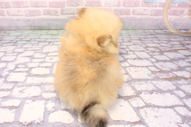 大阪府のポメラニアン (Coo&RIKU城東古市店/2025年9月6日生まれ/男の子/オレンジ)の子犬の4枚目の画像