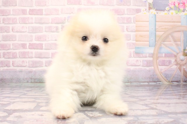 大阪府のポメラニアン (Coo&RIKU和泉店/2025年9月6日生まれ/女の子/パーティーカラー)の子犬の1枚目の画像