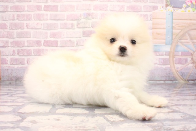 大阪府のポメラニアン (Coo&RIKU和泉店/2025年9月6日生まれ/女の子/パーティーカラー)の子犬の2枚目の画像