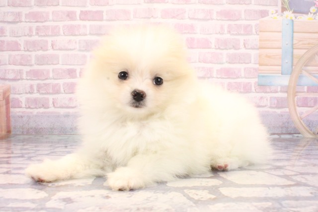 大阪府のポメラニアン (Coo&RIKU和泉店/2025年9月6日生まれ/女の子/パーティーカラー)の子犬の3枚目の画像