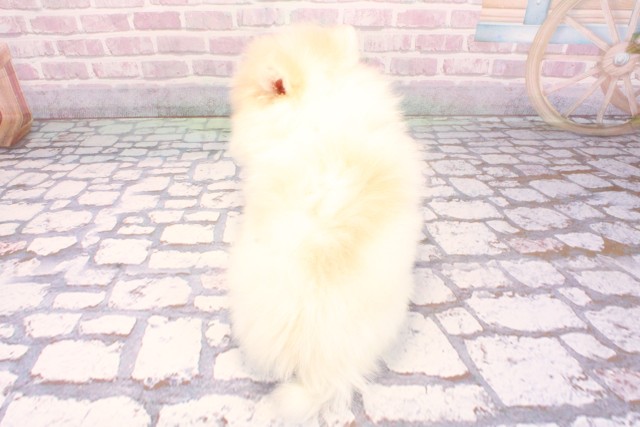 大阪府のポメラニアン (Coo&RIKU和泉店/2025年9月6日生まれ/女の子/パーティーカラー)の子犬の4枚目の画像