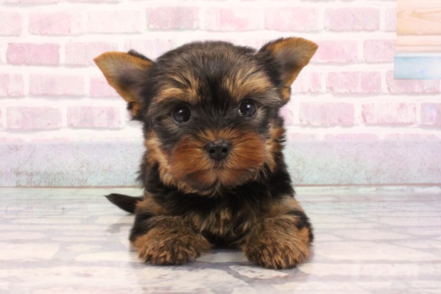 大阪府のヨークシャーテリア (Coo&RIKU東大阪店/2025年9月7日生まれ/男の子/スチールブルータン)の子犬の1枚目の画像