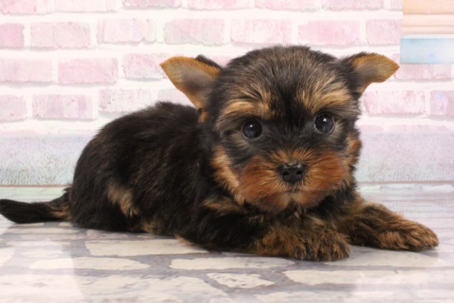 大阪府のヨークシャーテリア (Coo&RIKU東大阪店/2025年9月7日生まれ/男の子/スチールブルータン)の子犬の2枚目の画像