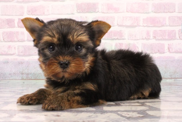 大阪府のヨークシャーテリア (Coo&RIKU東大阪店/2025年9月7日生まれ/男の子/スチールブルータン)の子犬の3枚目の画像