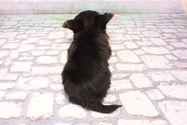 大阪府のヨークシャーテリア (Coo&RIKU東大阪店/2025年9月7日生まれ/男の子/スチールブルータン)の子犬の4枚目の画像