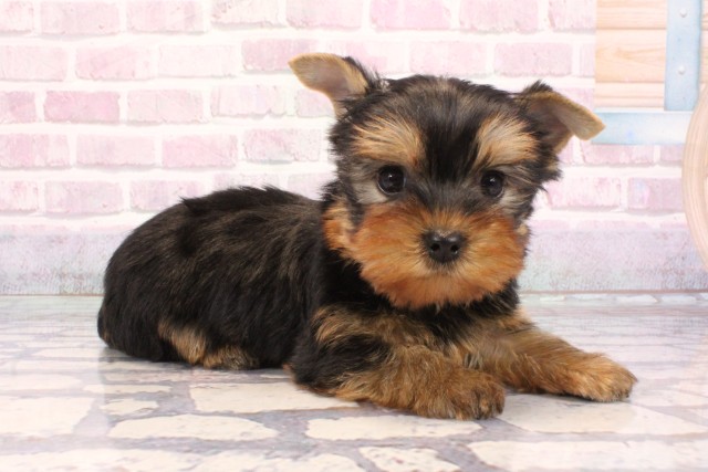 兵庫県のヨークシャーテリア (Coo&RIKU丹波店/2025年9月7日生まれ/男の子/スチールブルータン)の子犬の2枚目の画像