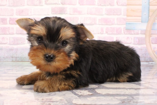 兵庫県のヨークシャーテリア (Coo&RIKU丹波店/2025年9月7日生まれ/男の子/スチールブルータン)の子犬の3枚目の画像