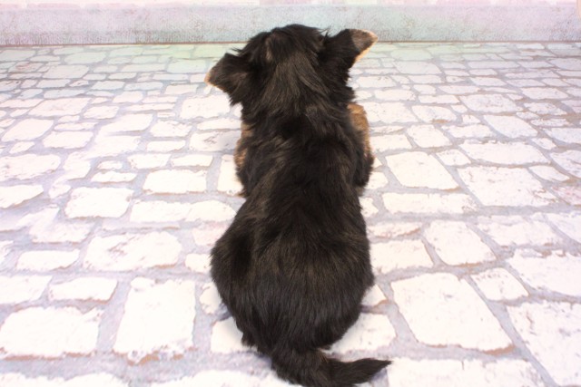 兵庫県のヨークシャーテリア (Coo&RIKU丹波店/2025年9月7日生まれ/男の子/スチールブルータン)の子犬の4枚目の画像