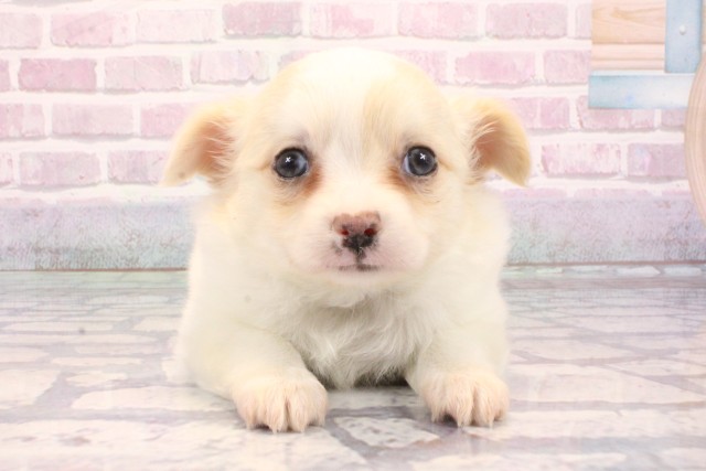 兵庫県のチワプー/プーチー(チワワ×プードル) (Coo&RIKU神戸東灘店/2025年9月7日生まれ/女の子/クリーム)の子犬の1枚目の画像